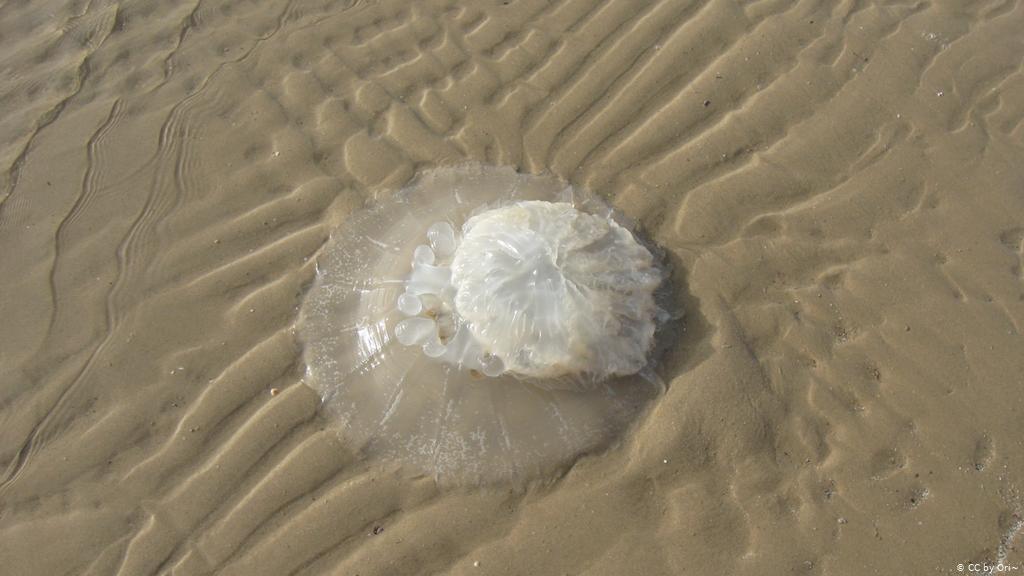 بالصورة.. خفر سواحل عدن يحذر من حيوان غريب هاجم 3 مواطنين