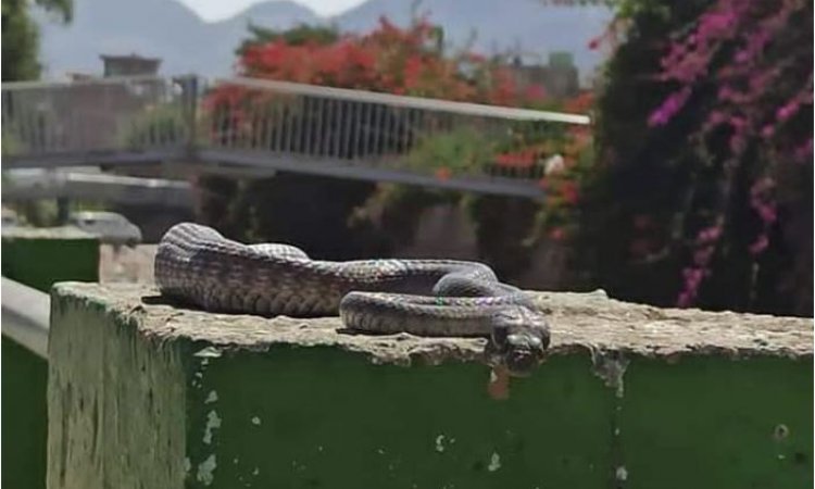 شاهد بالصورة.. ثعبان كبير يثير الهلع والخوف داخل احدى الكليات الجامعية في أب