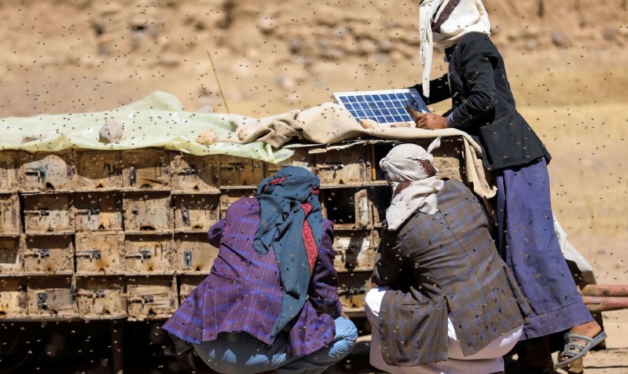 اليمنيون عاجزون عن شراء عسلهم المشهور عالميا