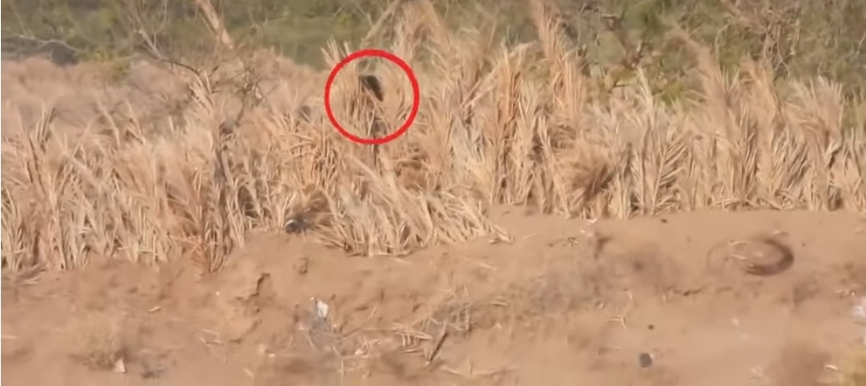 بالفيديو..الاعلام العسكري لحظة مصرع 7 قناصة حوثيين غربي اليمن
