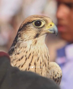 مهرجان كبير للصقور في شبوة (صور)