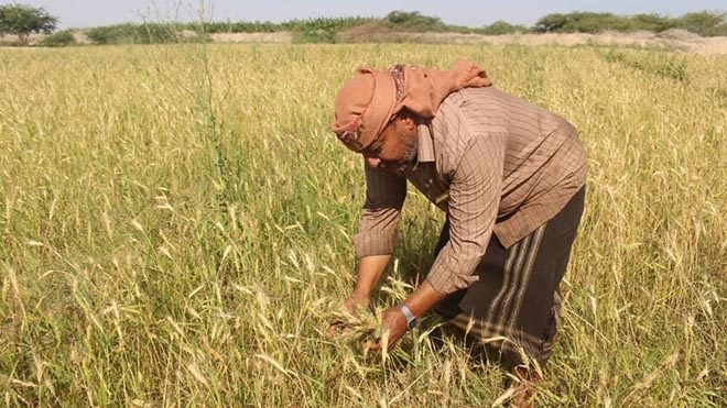 وزير يمني: الوضع الغذائي مطمئن والتعاقدات للأشهر الثلاثة المقبلة تصل إلى 500 ألف طن