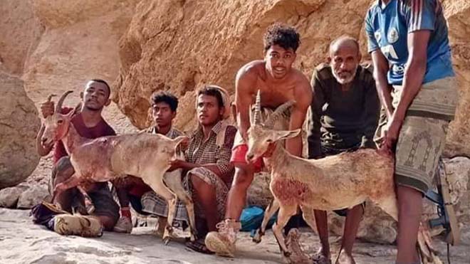 محافظ شبوة يصدر قرارا بمنع صيد الحيوانات النادرة (وثيقة)
