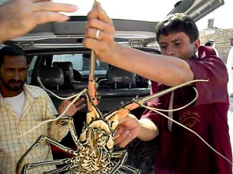 مسؤول حكومي يتوقع انكماشا في تجارة الاسماك في اليمن بسبب كورونا