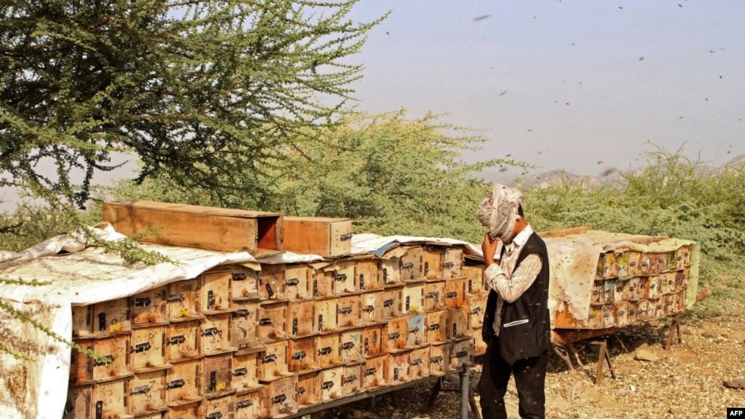 "ذهب اليمن" في مهب الريح والحرب المتهم الأول