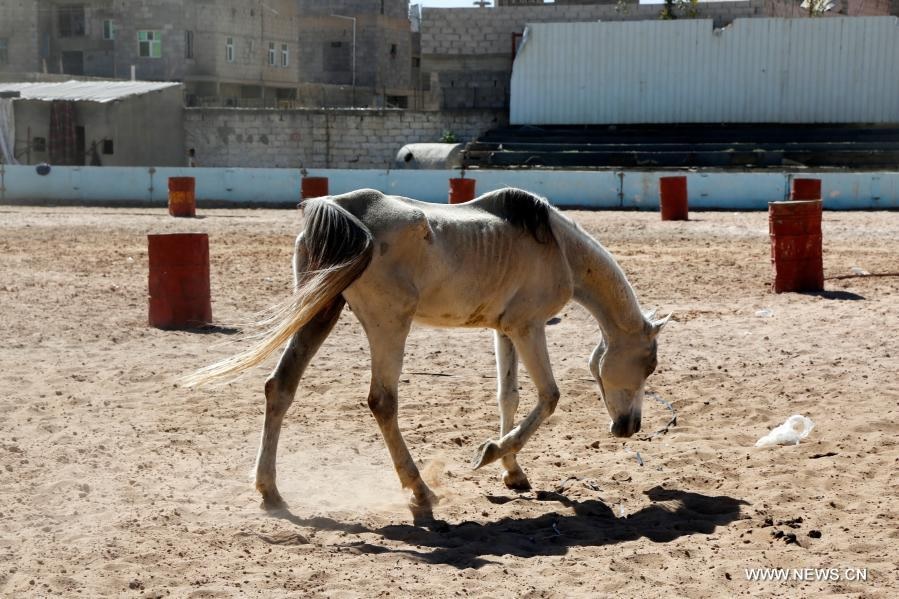 الخيول العربية الأصيلة يتهددها الموت جوعا في اليمن 