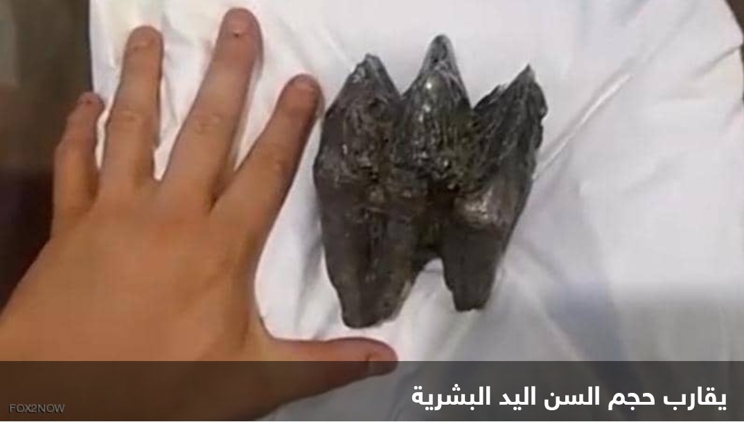 اكتشاف بالصدفة قد يحل لغز انقراض حيوان عملاق