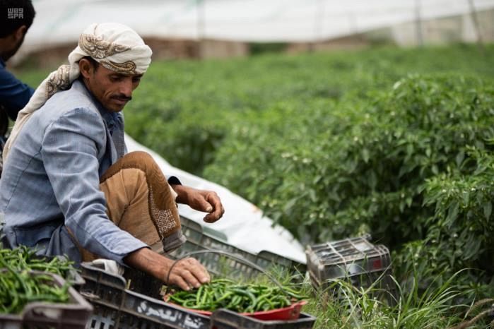 الامم المتحدة تطلق برنامجًا تدريبيًا لدعم شباب اليمن بالتعاون مع مركز سعودي 