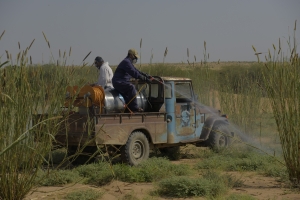 "الفاو" تدعم عمليات مكافحة الجراد الصحراوي لحماية سبل المعيشة في اليمن