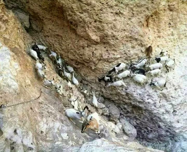 راعي أغنام في شبوة دخل يستظل في كهف فوجد كنزاً ثميناً (صور)