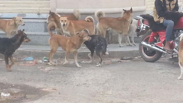 11 وفاة طفلا بداء الكلب في صنعاء خلال 5 أشهر