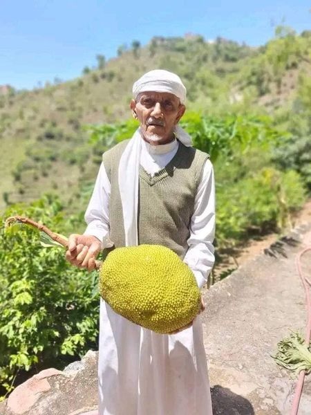 لأول مرة في اليمن.. مزارعون ينجحون في زراعة فاكهة جاك فروت الاستوائية - (صور)