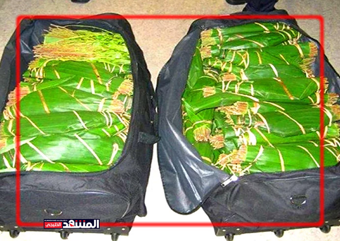 فرنسا تفكك شبكة لتهريب القات جندت مهربين إسرائيليين