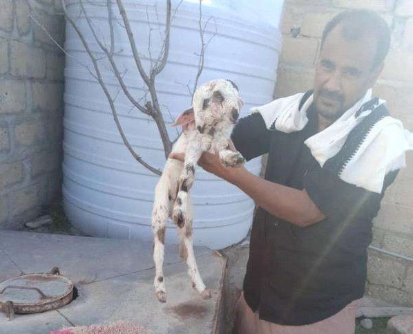 ولادة خروف برأسين جنوب اليمن - (صورة)